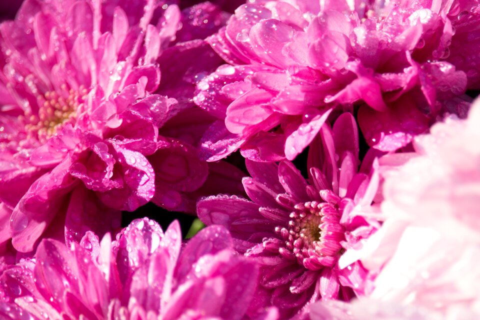 Autumn flower nature