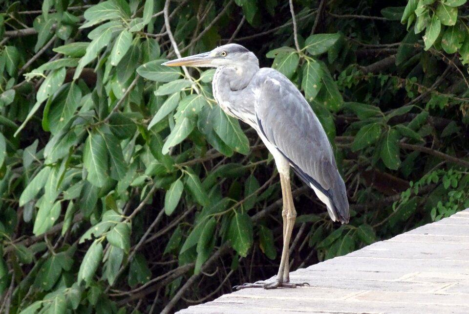Wader bird ardeidae