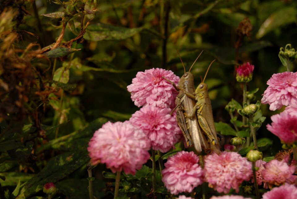 Pink flowers