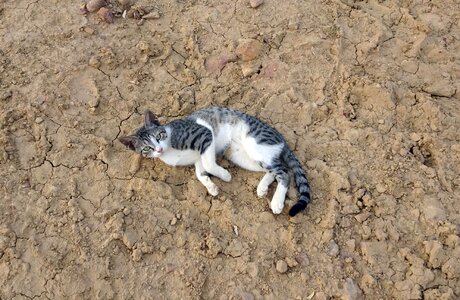 Animal cute feline