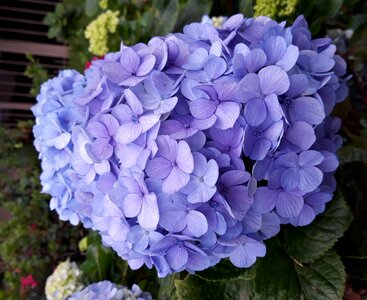 Spring flowers flower