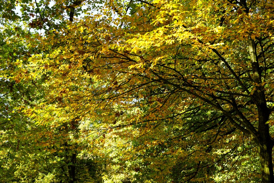 Landscape sunbeam light