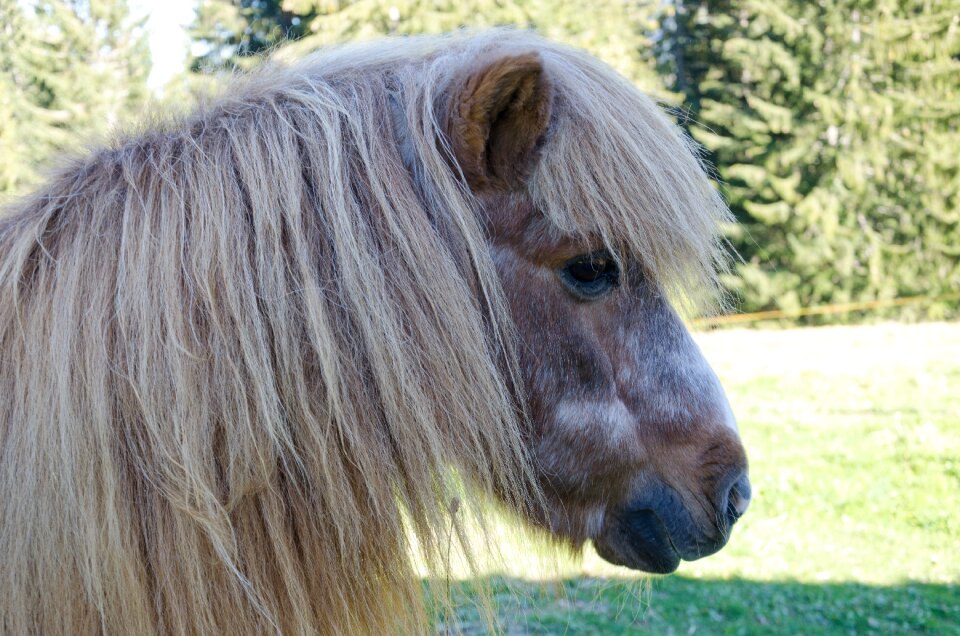 Trees pony portrait