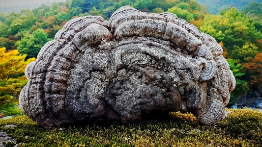 Nature medicinal mushroom oak mushrooms