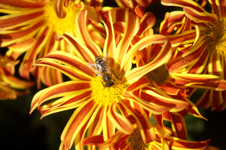 Bloom garden flora