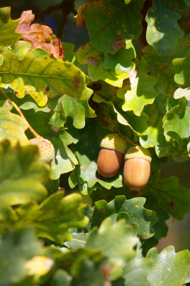 Acorns oak fall