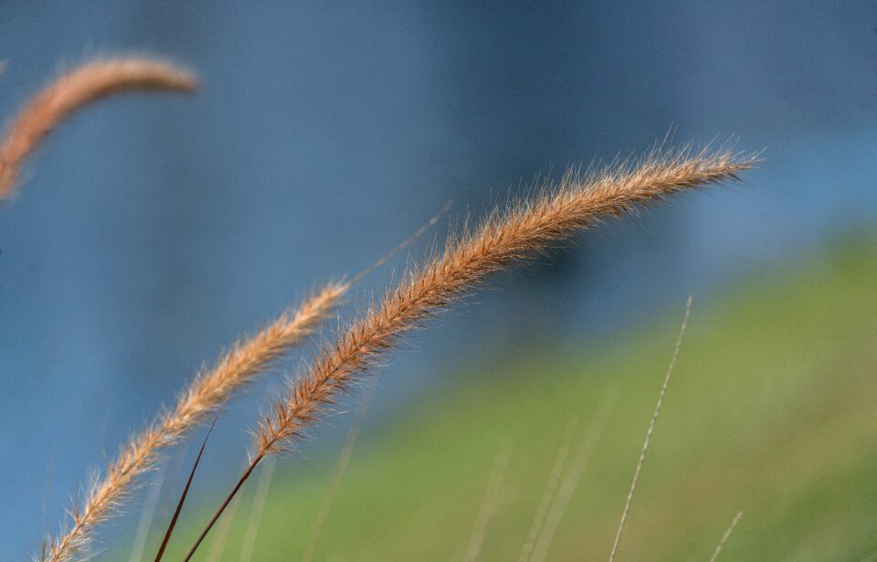 Grass summer landscape