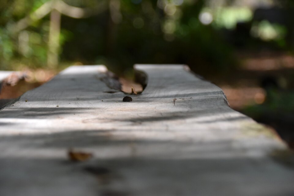 Table wood forest