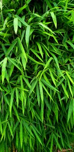 Green natural