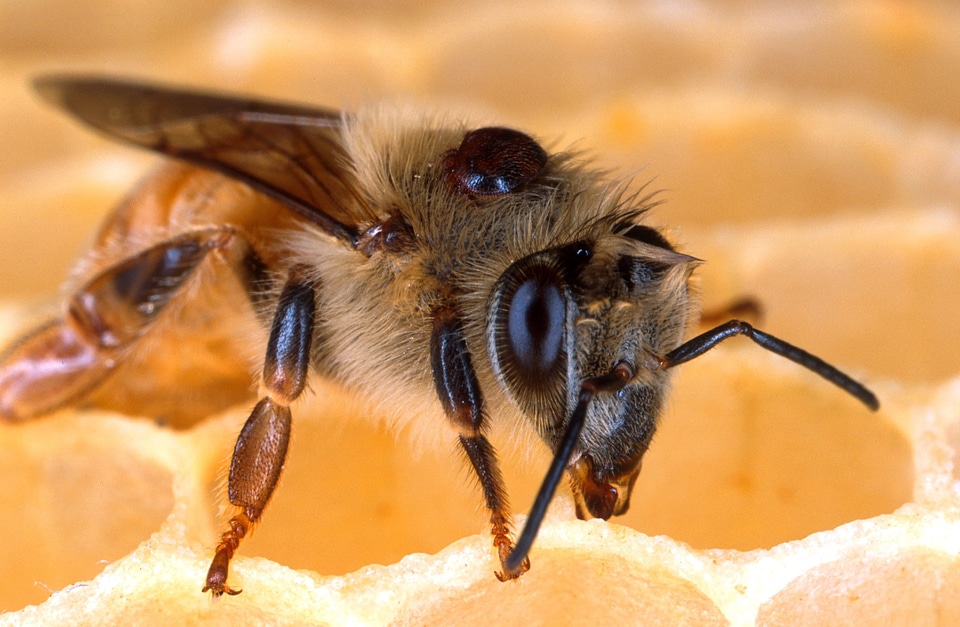 Close-up macro insect