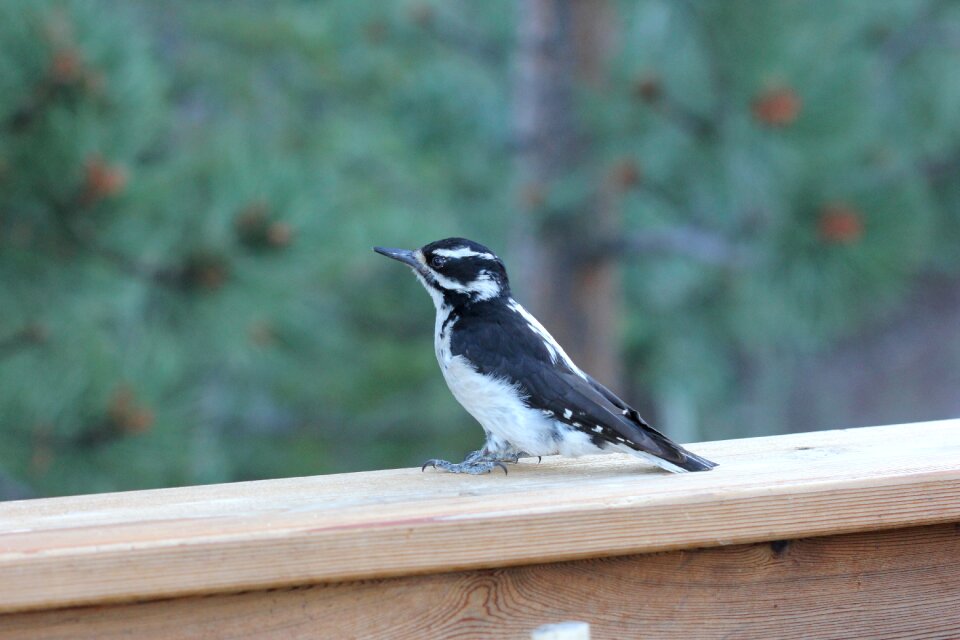 Downy woodpecker cute cute bird