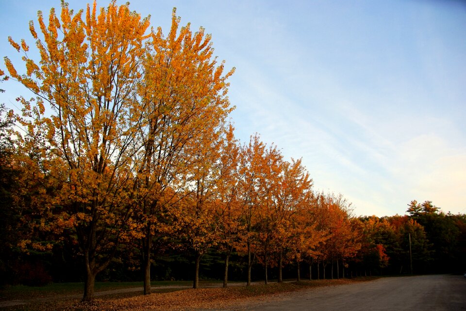 Nature colorful woods