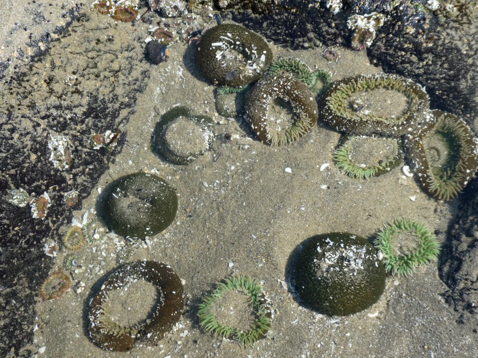Creature animal invertebrates