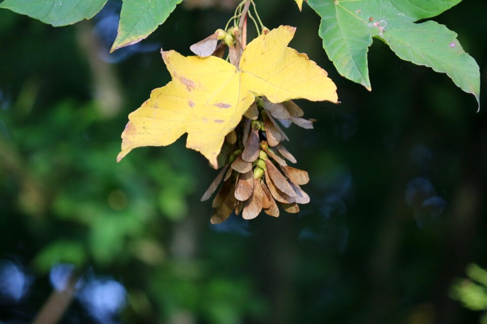 Maple colorful fall