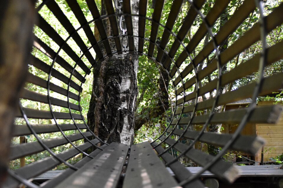 Forest nasse perspective