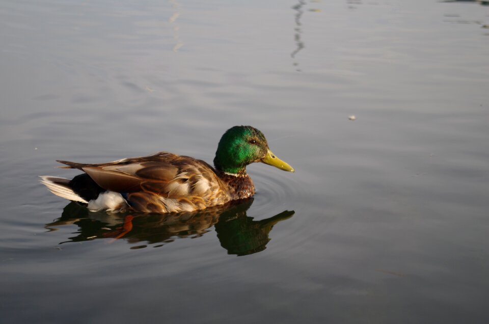 Canada nature birds