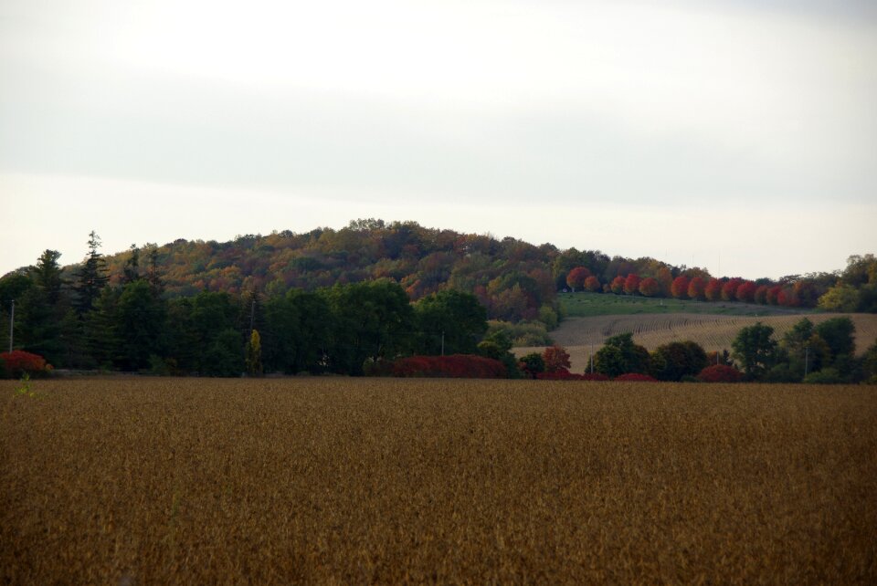 Trees colors landscape