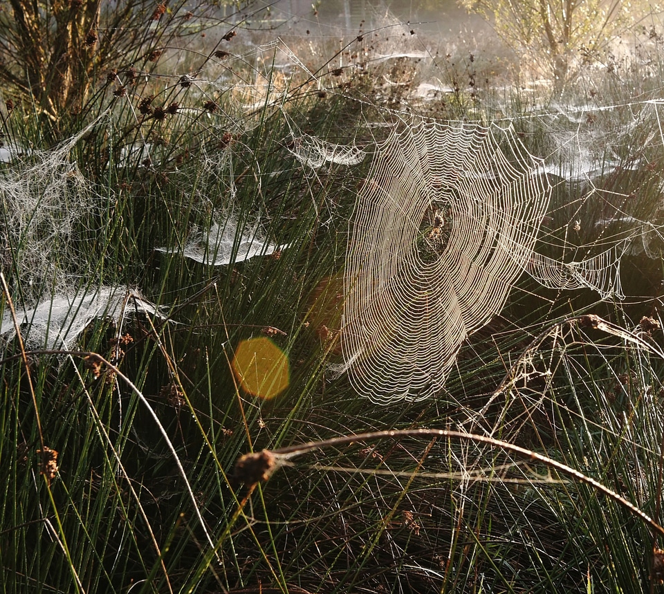 Sunrise arachnid spin