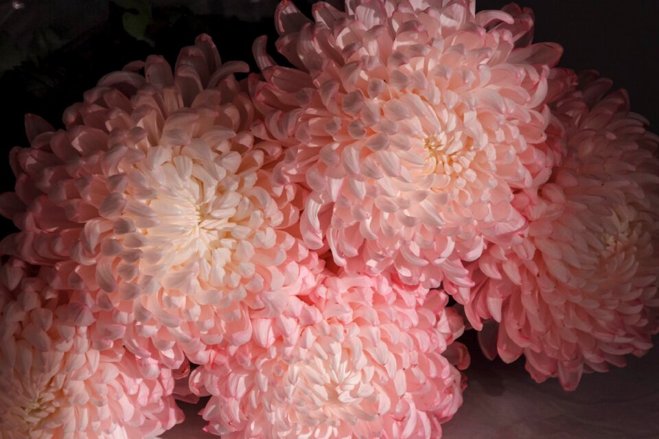 Peony bouquet bloom