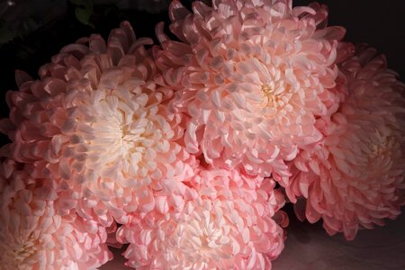 Peony bouquet bloom photo