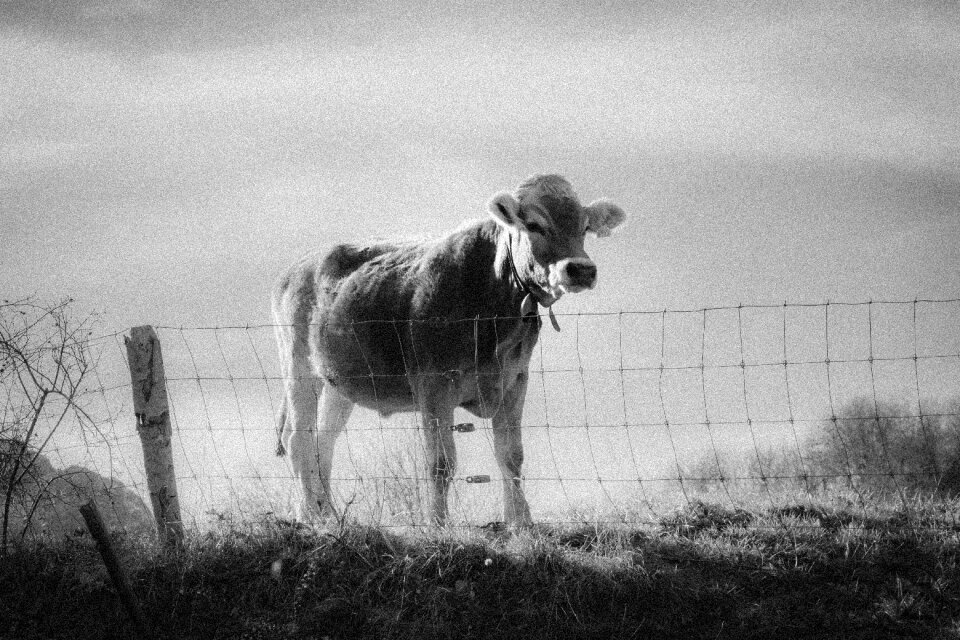 Grass meadow livestock