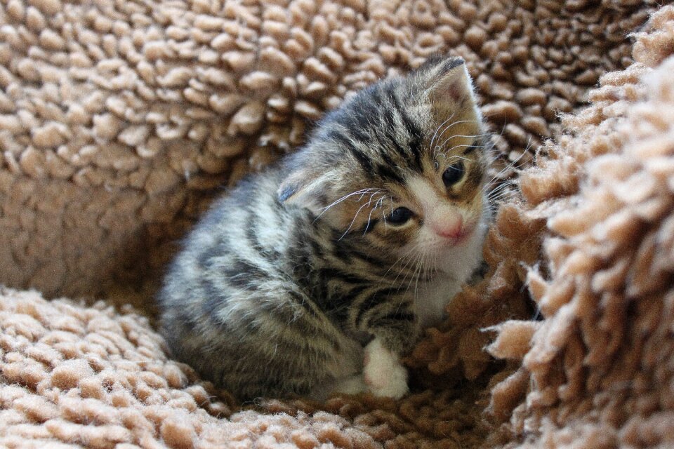 Animal mammal domestic cat