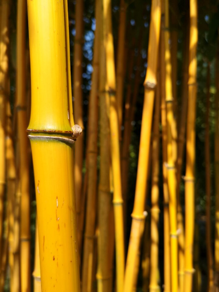 Woody texture tall