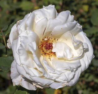 Wilting nature romantic