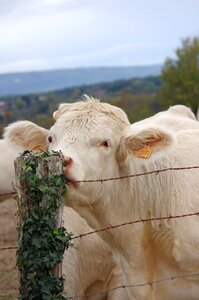 Cow animals field