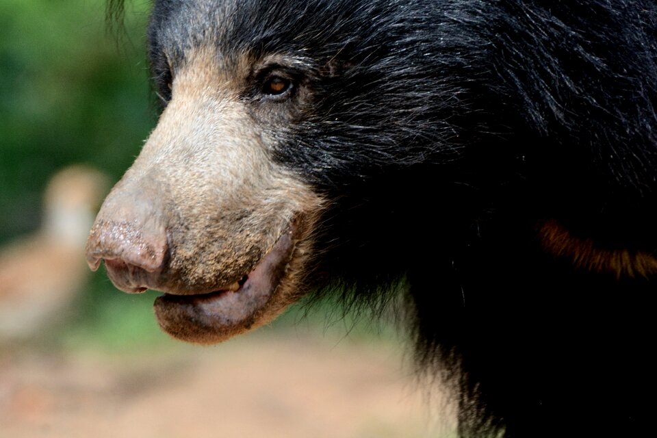 Daroji sloth bear sanctuary india