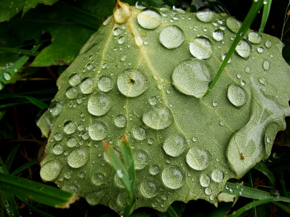 Rain wet water drops