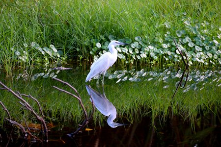 Avian reflection marshland photo