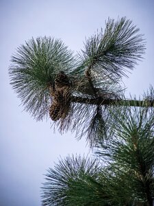 Tree nature branch photo