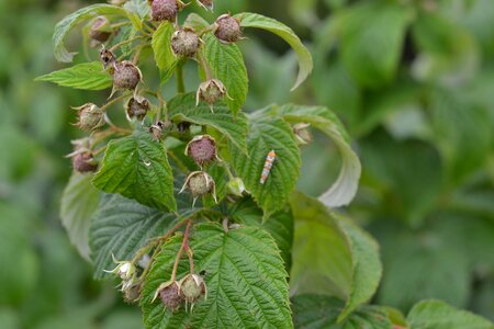 Raspberry buds