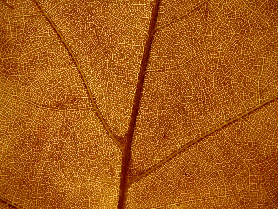 Orange fall macro