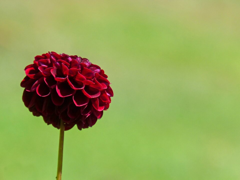 Beauty florir greenery