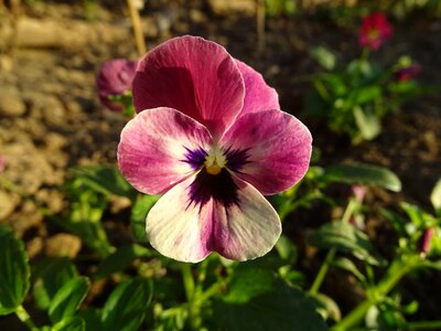 Nature garden plants