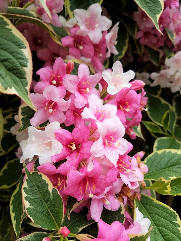 White beautiful bloom