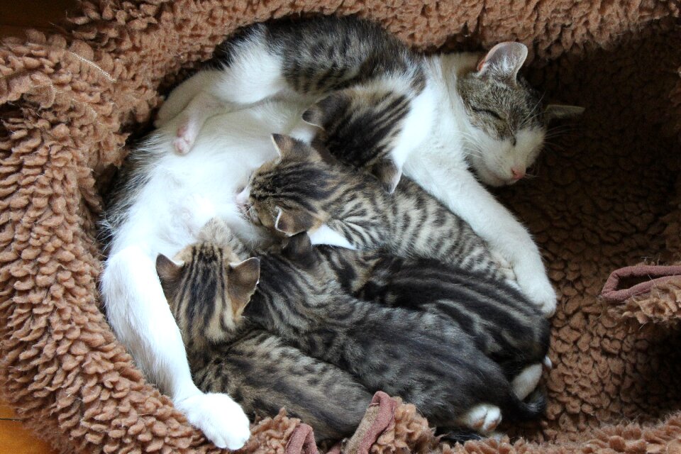 Animal mammal domestic cat