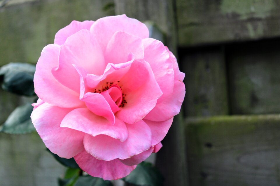 Pink the roses bloom bloom