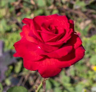 Wilting nature romantic