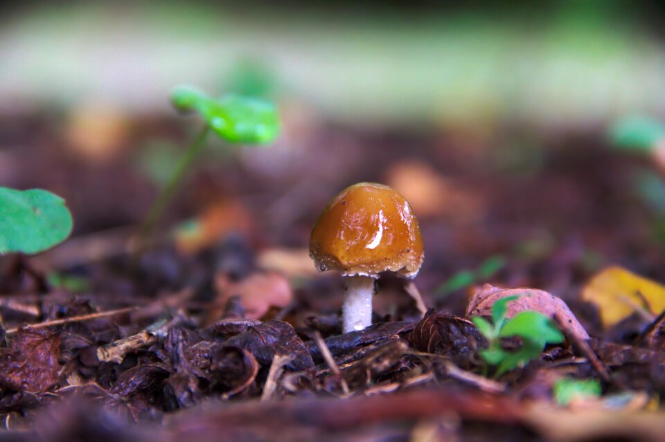 Green mushrooms forest