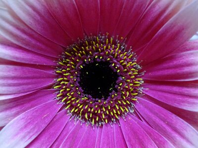Nature petals plants