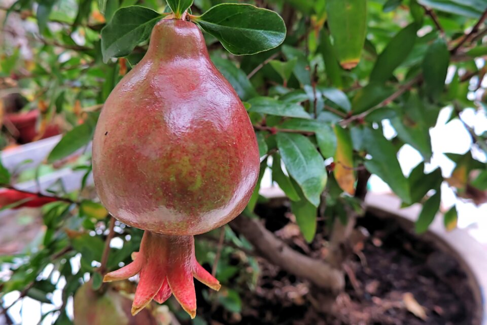Plant autumn fruit
