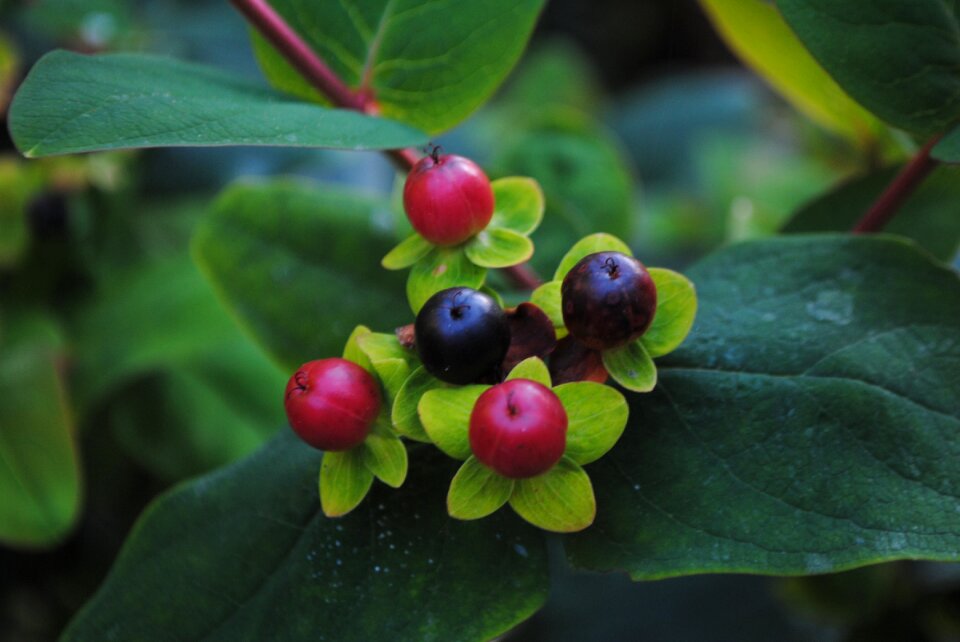 Fruit berry