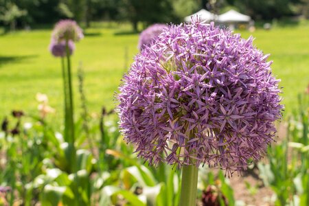 Garden blossom bloom