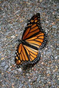 Lockscreen wallpaper gray butterfly