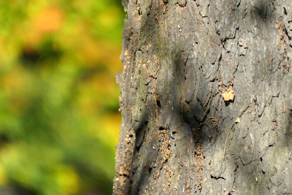Autumn nature konary
