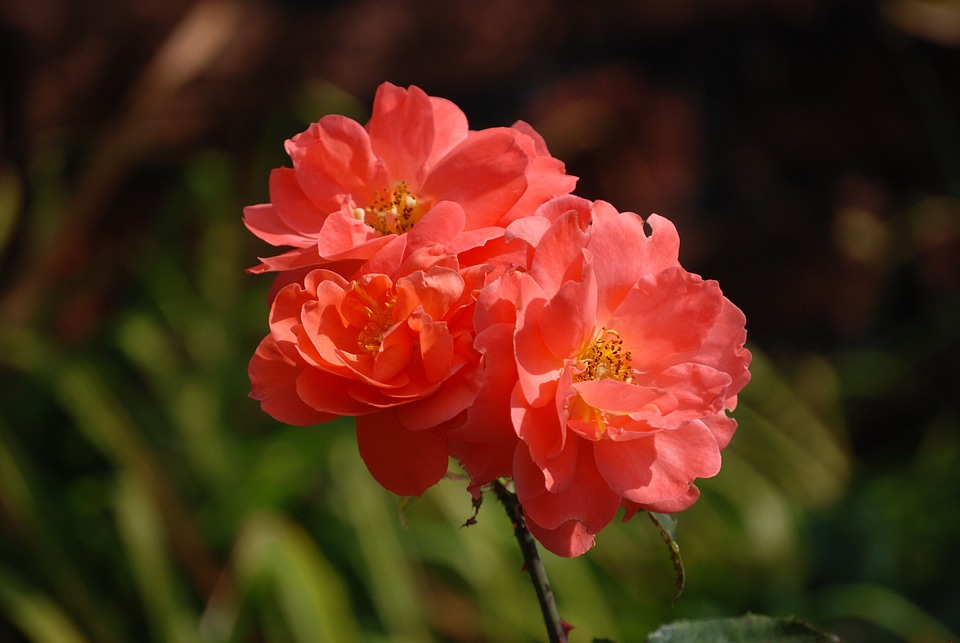 Bloom blossom petals