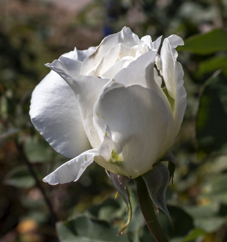 Nature romantic scent